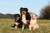 BERGER AUSTRALIEN - ADULT & PUPPY 082